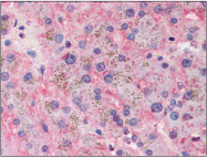 AP22595PU-N - Apolipoprotein A II / Apo AII