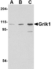 AP22600PU-N - Glutamate receptor 5 / GLUR5
