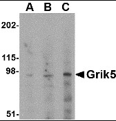 AP22605PU-N - Glutamate receptor KA2 / GRIK5