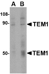 AP22609PU-N - CD248 / TEM1