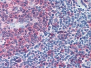 AP22625PU-N - Caspase-3