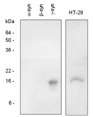 AP22638PU-N - Gamma-Synuclein / SNCG