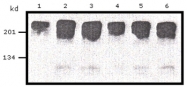 AM20707PU-N - c-Myc Epitope Tag (EQKLISEEDL)