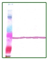 AM20709PU-N - Actin beta / ACTB