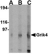 AP22667PU-N - Glutamate receptor KA1 / GRIK4