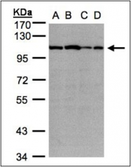 AP23169PU-N - Alpha-actinin-2 / ACTN2
