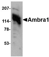 AP22676PU-N - AMBRA1