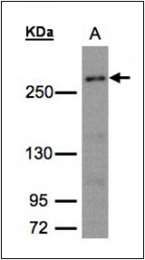 AP23157PU-N - CAD Protein