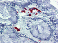 AP23148PU-N - CD178 / Fas Ligand
