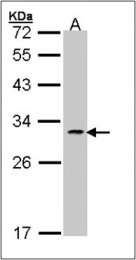 AP23148PU-N - CD178 / Fas Ligand