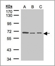 AP23145PU-N - Heparanase-2 / HPA2