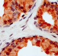 AP22694PU-N - CD178 / Fas Ligand