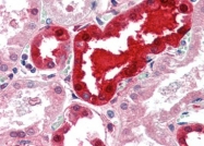 AP22694PU-N - CD178 / Fas Ligand