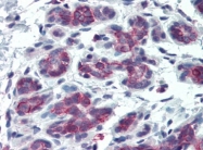 AP22709PU-N - CD138 / Syndecan-1