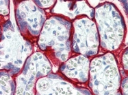 AP22709PU-N - CD138 / Syndecan-1