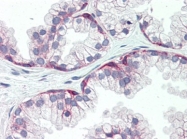 AP22709PU-N - CD138 / Syndecan-1