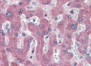 AP22713PU-N - HGF receptor