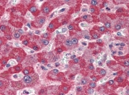 AP22714PU-N - XPO2 / Exportin-2