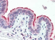 AP22730PU-N - Annexin A1 / ANXA1