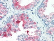 AP22730PU-N - Annexin A1 / ANXA1