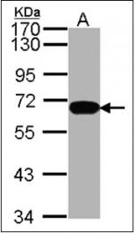 AP23098PU-N - HDAC1