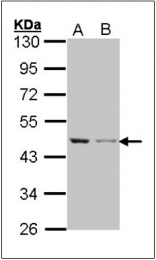 AP23090PU-N - Actin beta / ACTB