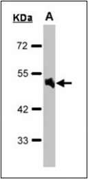 AP23087PU-N - Alpha-1A adrenergic receptor / ADRA1A
