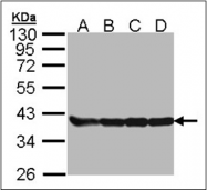 AP23085PU-N - GAPDH