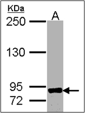 AP23078PU-N - CD156a / ADAM8