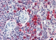 AP22764PU-N - Caspase-3