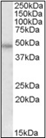 AP23067PU-N - Thrombin receptor / F2R