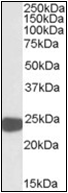 AP23064PU-N - Peroxiredoxin-1 / PRDX1