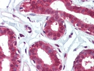 AP22798PU-N - CD49f / ITGA6