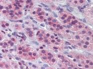AP22805PU-N - Alpha-enolase / ENO1