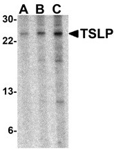 AP22809PU-N - TSLP