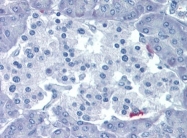 AP22818PU-N - Ghrelin / GHRL