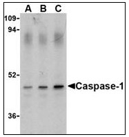AP22861PU-N - Caspase-1