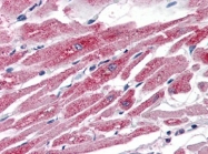 AP22870PU-N - Cyclooxygenase 1