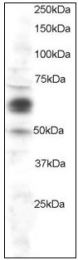 AP22870PU-N - Cyclooxygenase 1