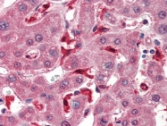 AP22871PU-N - Glutathione peroxidase 1 / GPX1