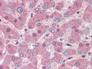 AP22872PU-N - Endoplasmin / HSP90B1 / TRA1