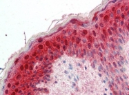 AP22876SU-N - 14-3-3 protein sigma / SFN