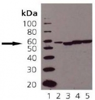 AP22891PU-N - PDIA3