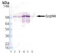 AP22894PU-N - Endoplasmin / HSP90B1 / TRA1