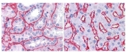 R1041 - Collagen type IV