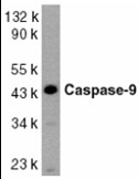 AP22914PU-N - Caspase-9