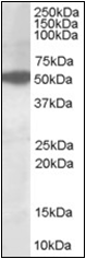 AP23033PU-N - AKT3 / PKB gamma