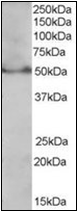 AP23032PU-N - PPAR-delta