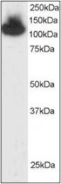 AP23026PU-N - TIF1-beta / TRIM28