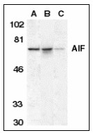 AP22931PU-N - AIFM1 / AIF